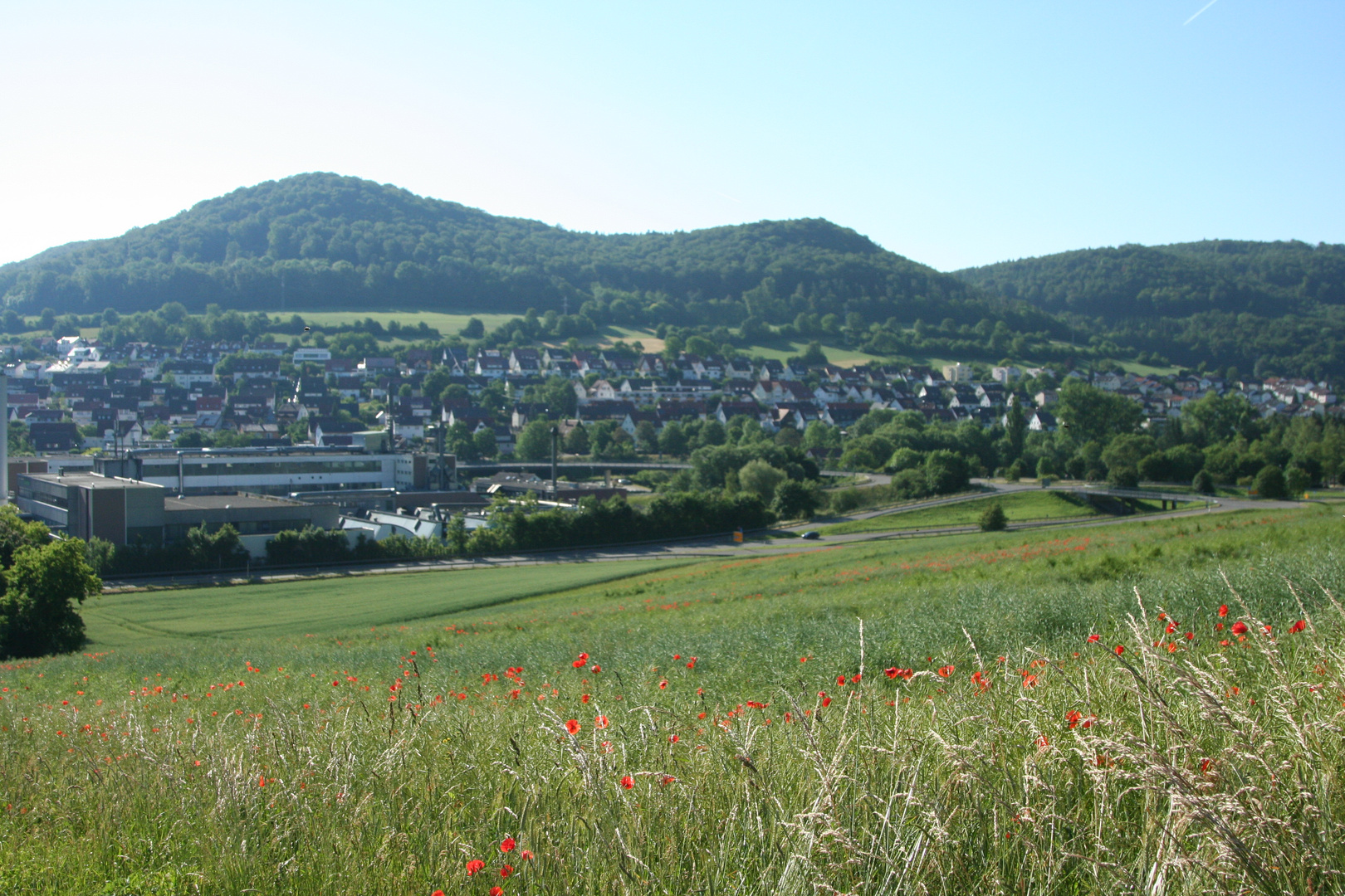 Panorama über Rapsfeld