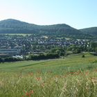 Panorama über Rapsfeld