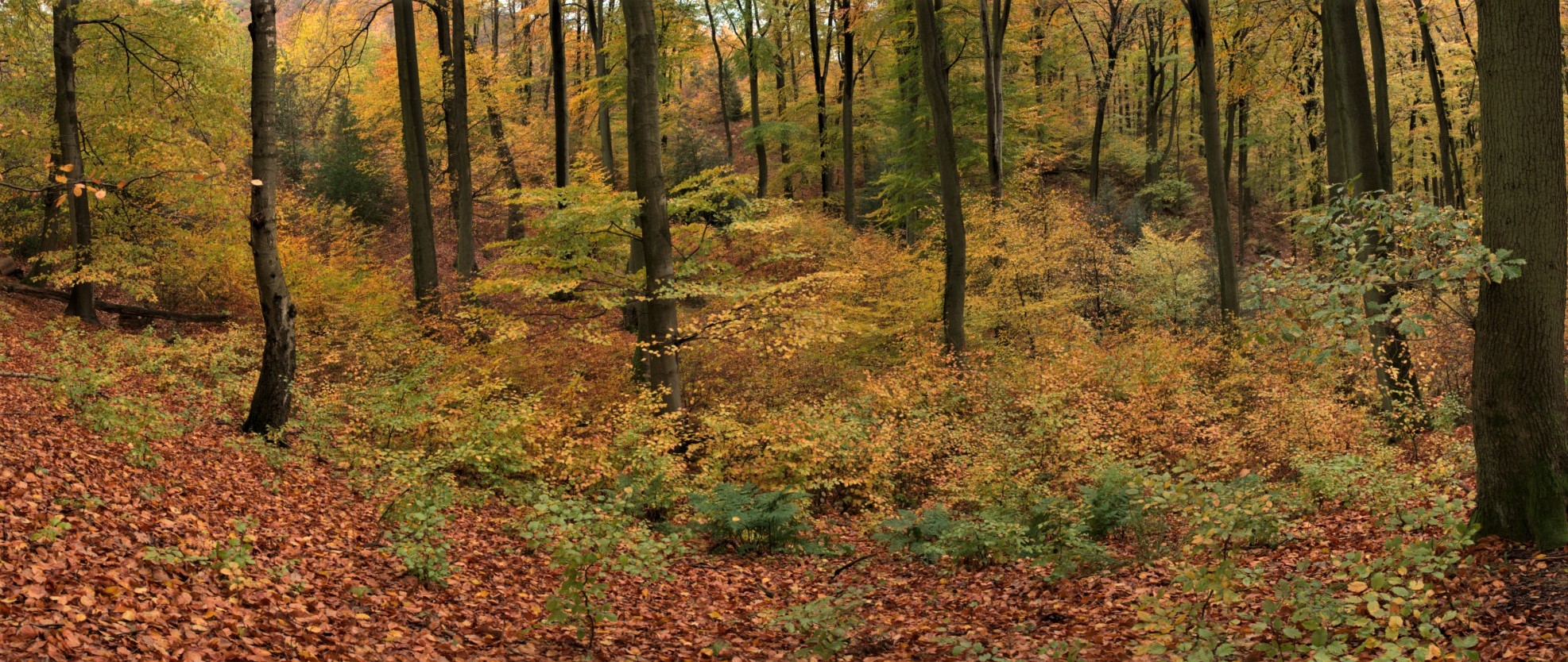 Panorama vom Herbstwald