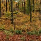 Panorama vom Herbstwald