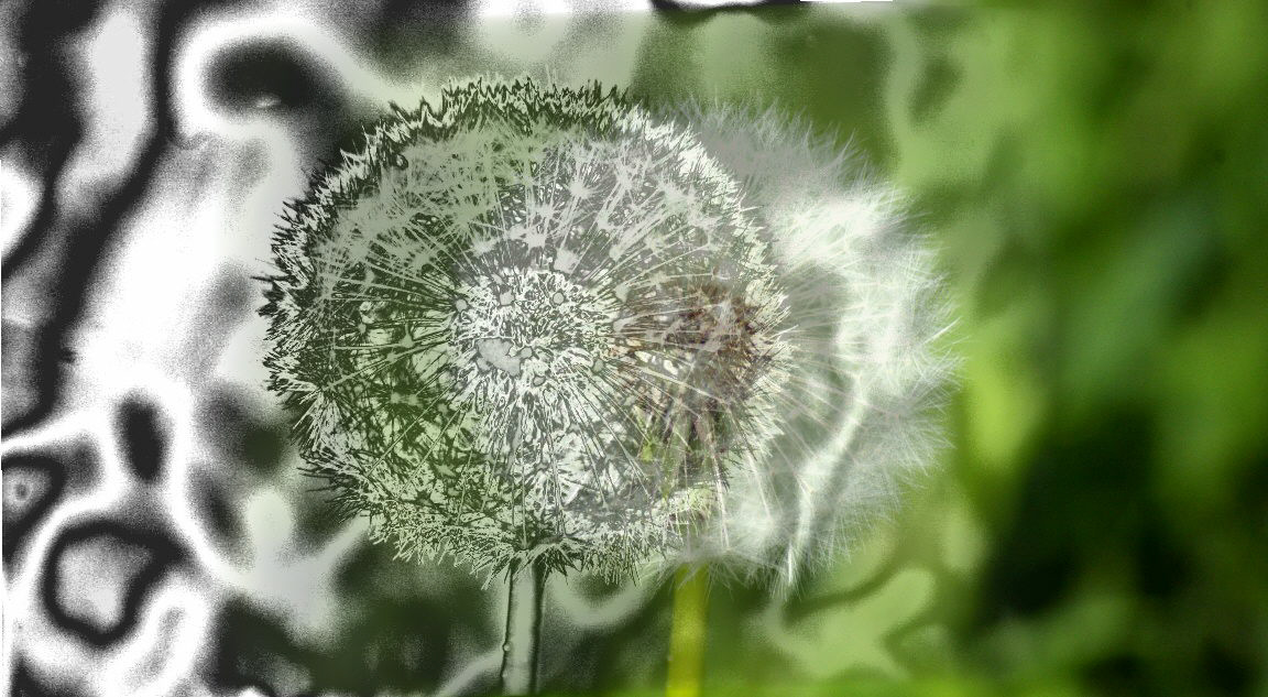 Panorama von zwei Löwenzahnblüten