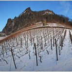 Panorama - Weinberge am Drachenfels