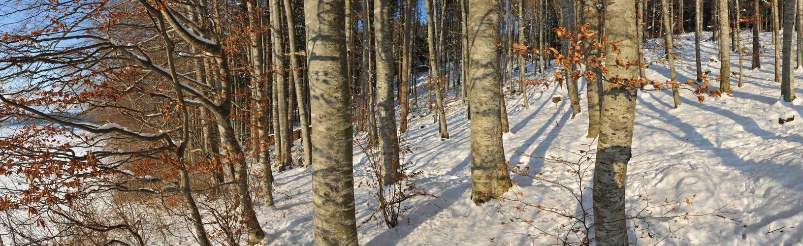 Panorama Winterwald