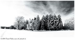 Panorama Winterwald