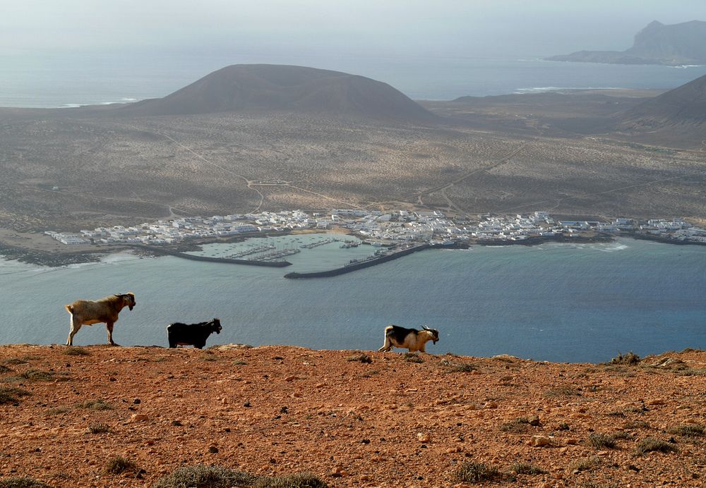 Panorama y cabras