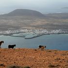 Panorama y cabras