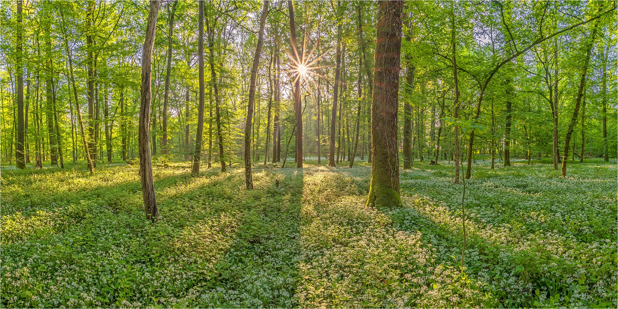 panoramabärlauch mit mittigem sonnenstern