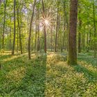 panoramabärlauch mit mittigem sonnenstern