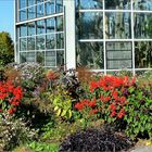 Panoramabild Blumen vor Glashäusern im Herbst