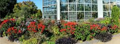 Panoramabild Blumen vor Glashäusern im Herbst