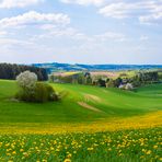 Panoramabild: Löwenzahn-Sommerwiese in Eisborn (bei Hemer im Sauerland)