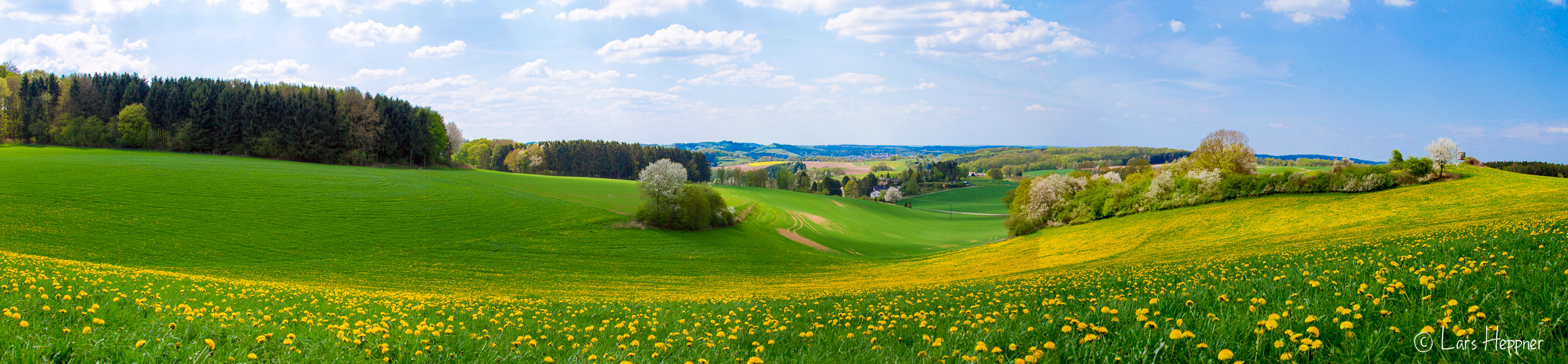 Panoramabild: Löwenzahn-Sommerwiese in Eisborn (bei Hemer im Sauerland)