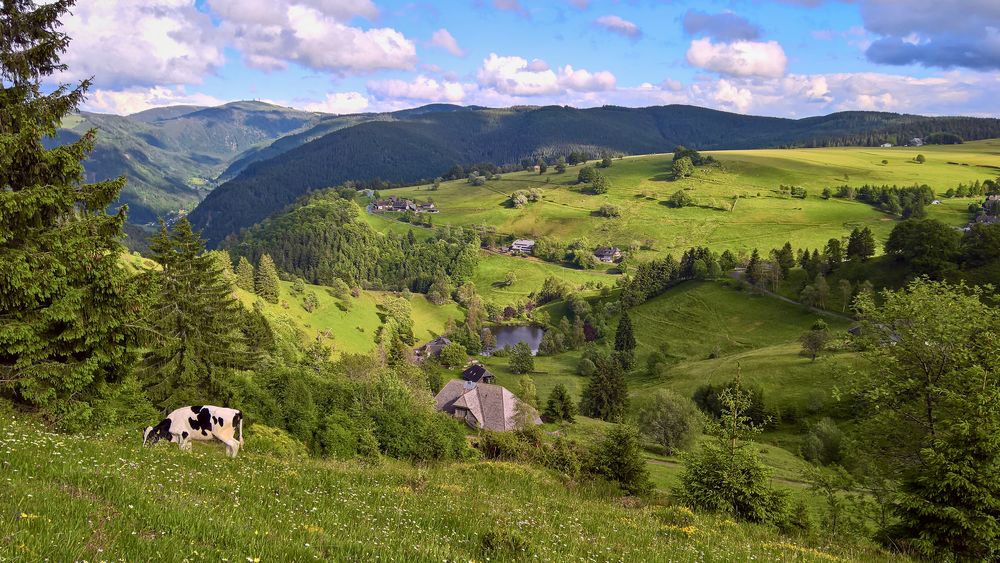 Panoramablick über den Schwarzwald mit Kuh