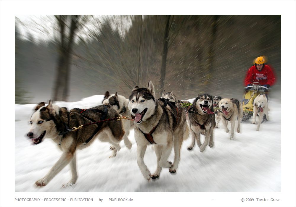 "Panoramic Husky Adventure"