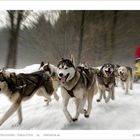 "Panoramic Husky Adventure"