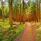 Panoramic over magical enchanted fairytale forest at Kleinhennersdorfer Stein sandstone rocks