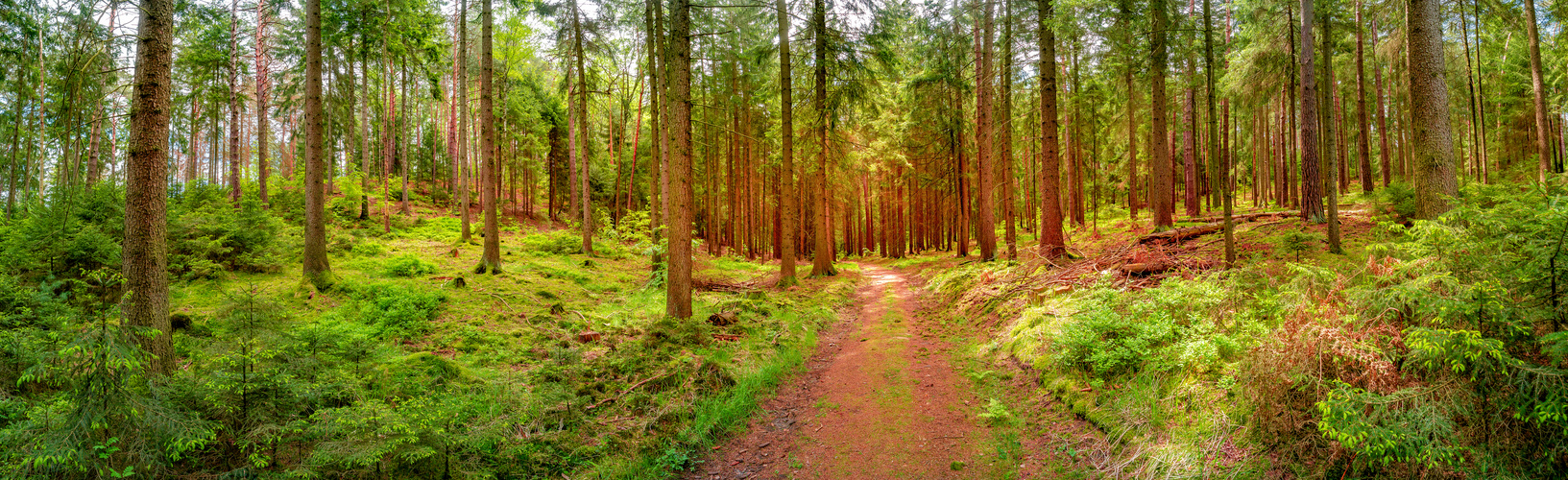 Panoramic over magical enchanted fairytale forest at Kleinhennersdorfer Stein sandstone rocks