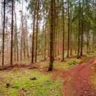 Panoramic view over a magical pinewood