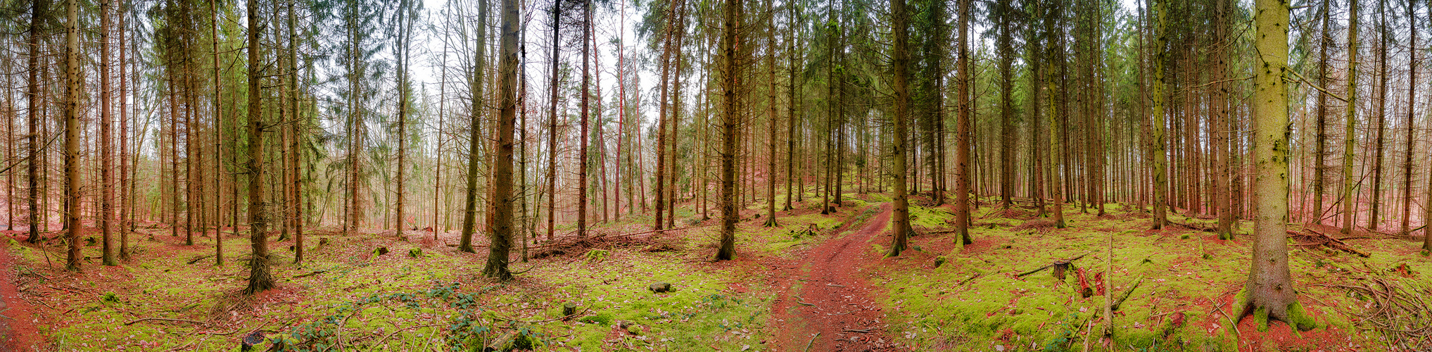 Panoramic view over a magical pinewood