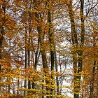 panoramique d'automne