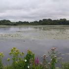 panoramique etang de camon