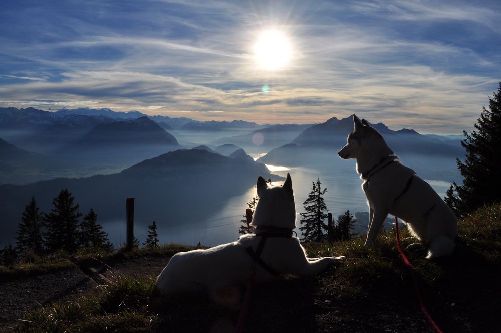 Panoramisches Winterwunder mit staunenden Huskies von evma 
