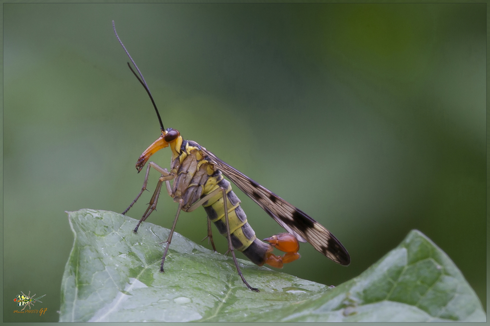 PANORPA ANNEXA ( MASCHIO ) MOSCA SCORPIONE