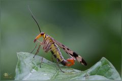 PANORPA ANNEXA ( MASCHIO ) MOSCA SCORPIONE