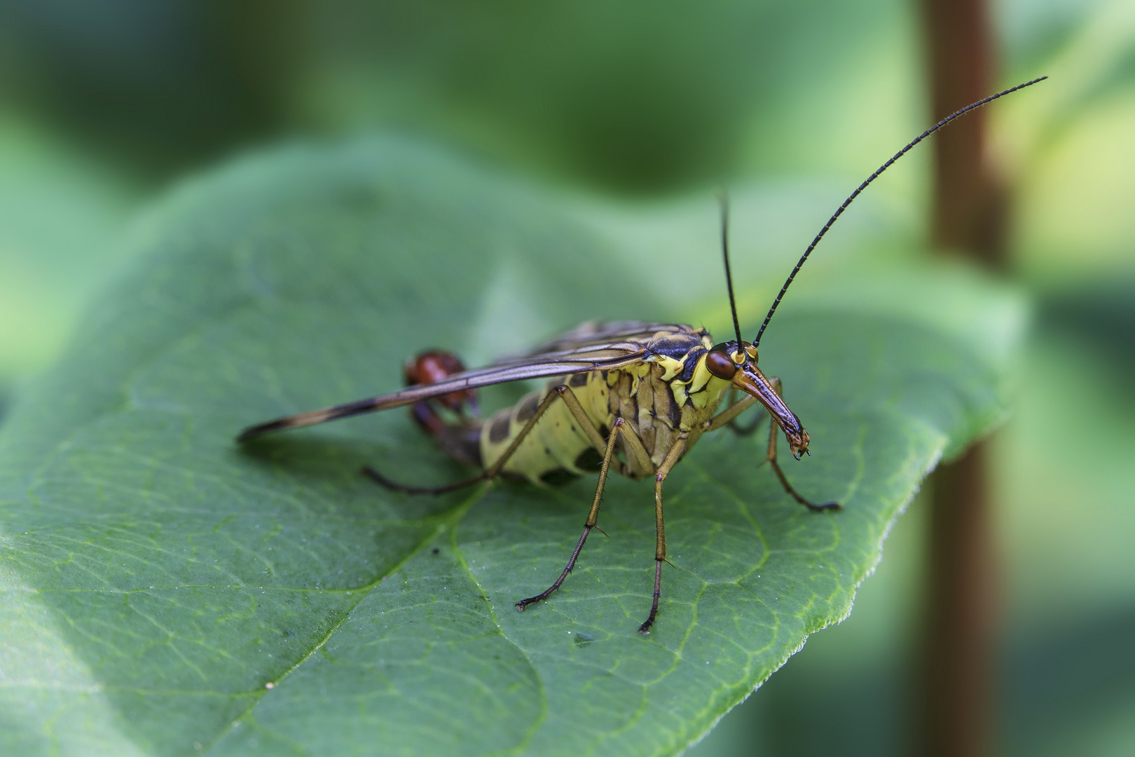 Panorpa Communis