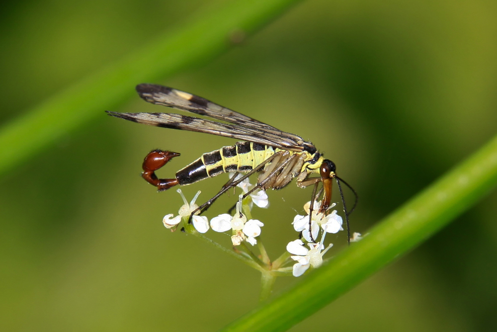 Panorpa communis