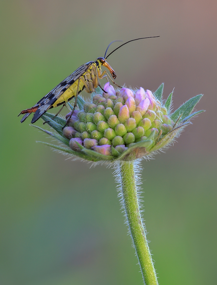 Panorpa communis