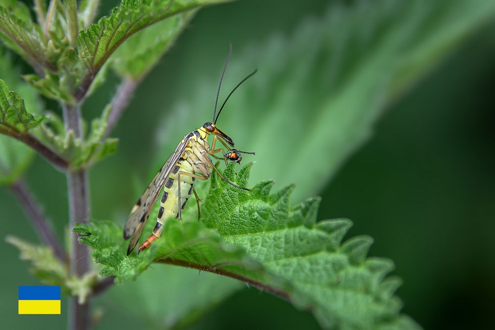 Panorpa communis