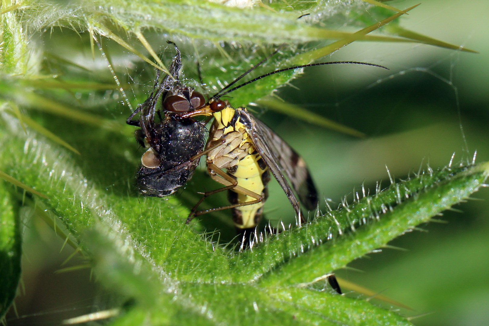 Panorpa communis