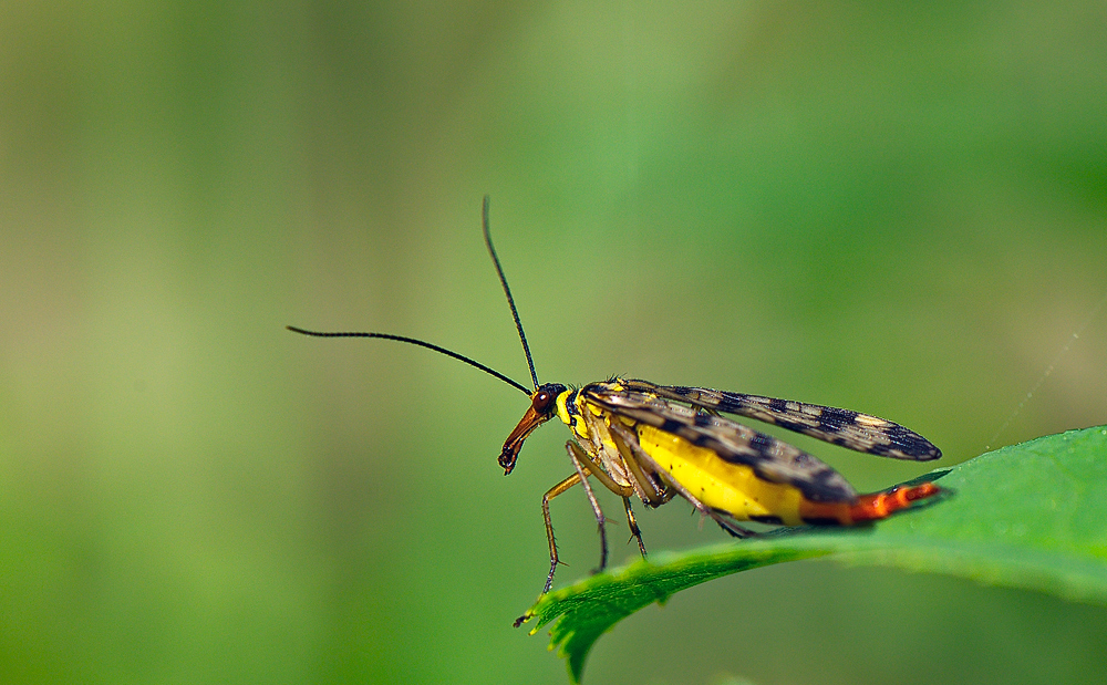 Panorpa communis