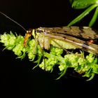 Panorpa communis - Gemeine Skorpionfliege