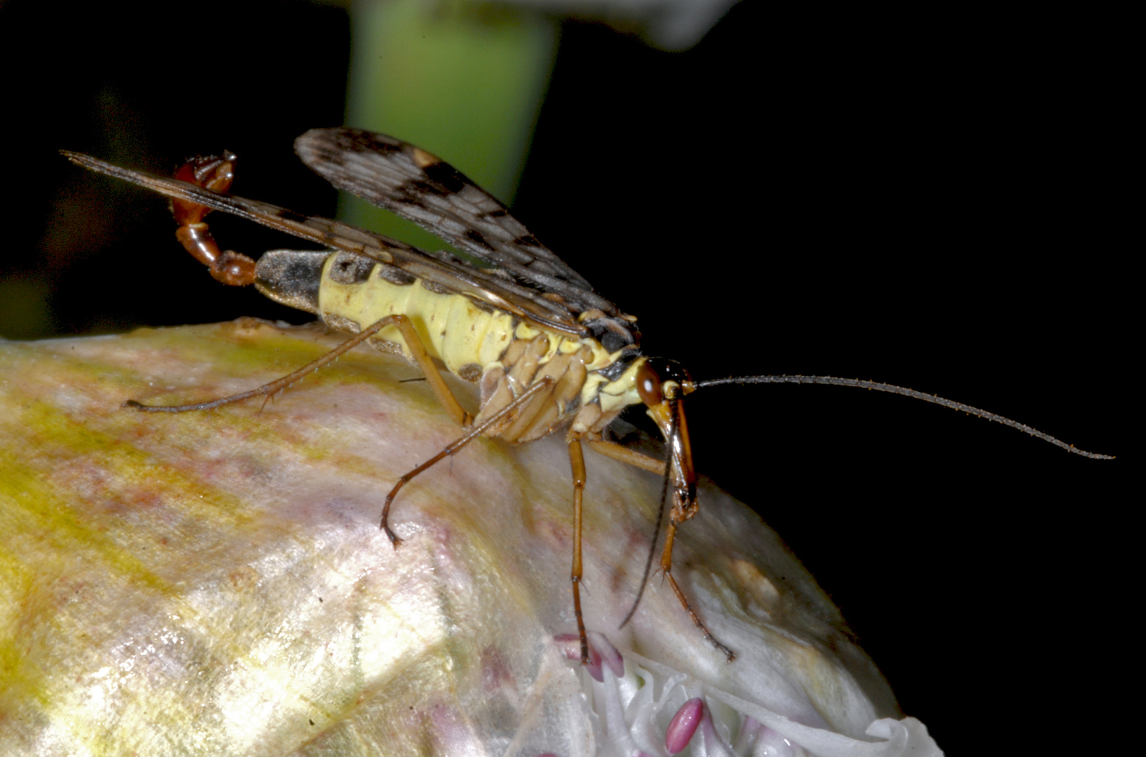 Panorpa communis male (Skorpionsfliege)