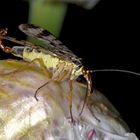 Panorpa communis male (Skorpionsfliege)