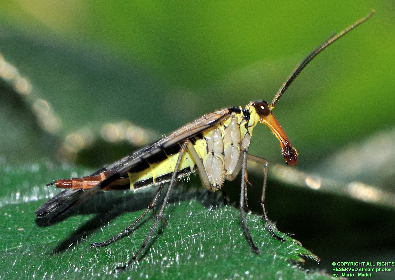 Panorpa communis - MECOPTERA PANORPIDAE -