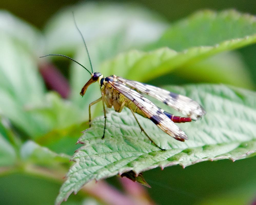 Panorpa Communis (Weibchen)