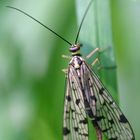 panorpe ou mouche scorpion