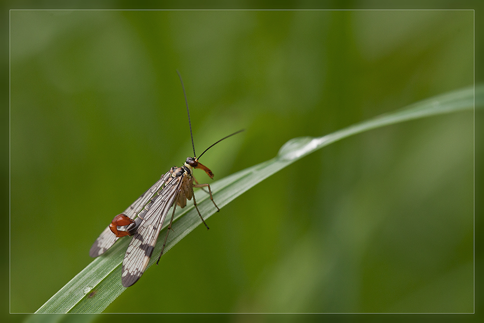 Panorpidae