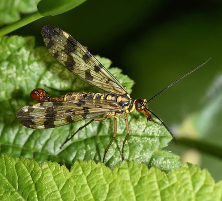 PANORPIDAE AUF TOUR!