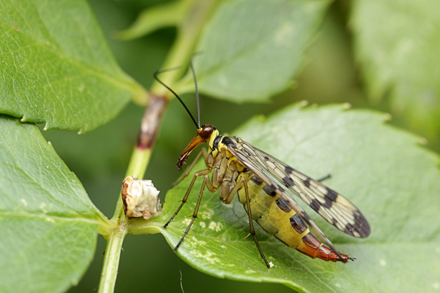 Panorpidae