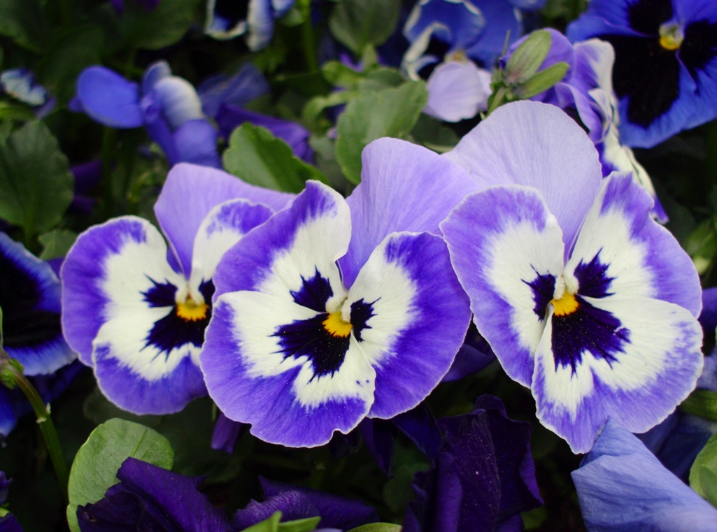 Pansies