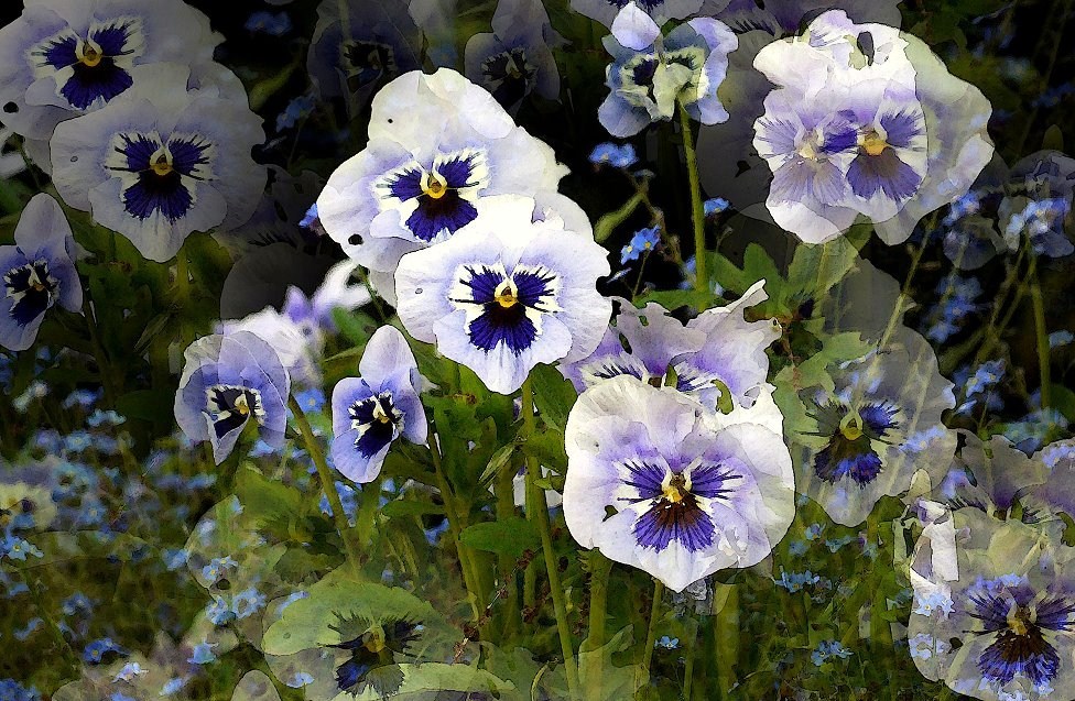 Pansies