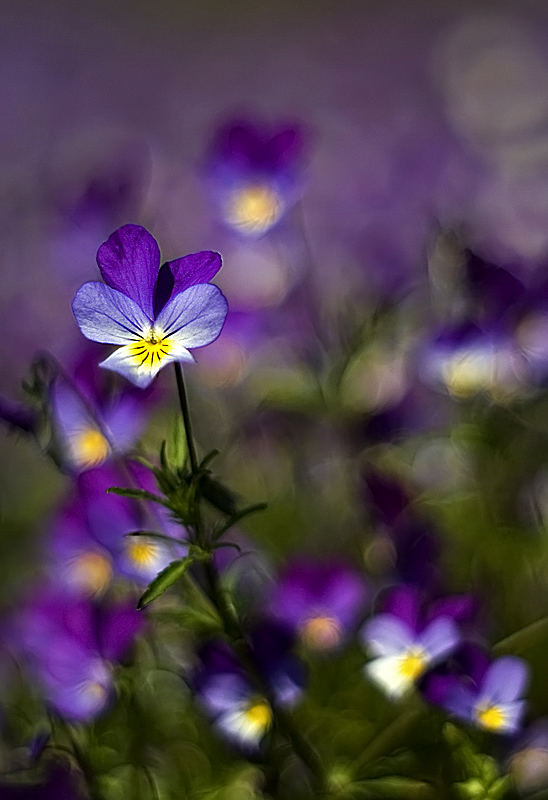 Pansies...