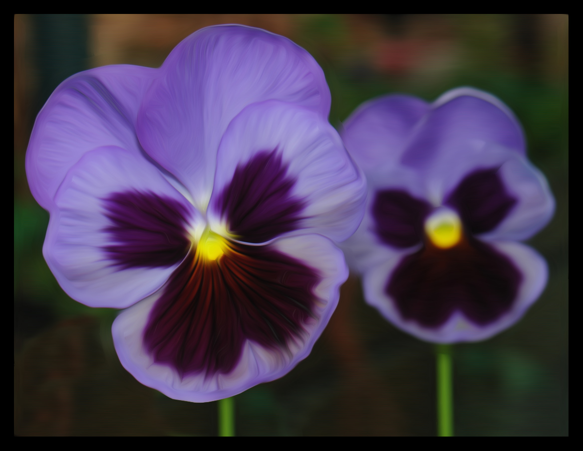 Pansy