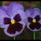 Pansy