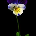 Pansy in the Dark