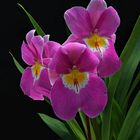 Pansy Orchid